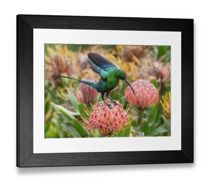 Framed Print : Malachite sunbird (Nectarinia famosa) male, landing on a Sugarbush (Protea sp.) flower head, Malgas, Cape Province, South Africa Framed Print : Malachite sunbird (Nectarinia famosa) male, landing on a Sugarbush (Protea sp.) flower head, Malgas, Cape Province, South Africa