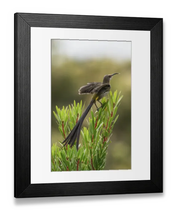 Framed Print : RF - Cape sugarbird (Promerops cafer) male, landing on a sprig of vegetation, Kirstenbosch Botanical Gardens, Cape Town, South Africa Framed Print : RF - Cape sugarbird (Promerops cafer) male, landing on a sprig of vegetation, Kirstenbosch Botanical Gardens, Cape Town, South Africa