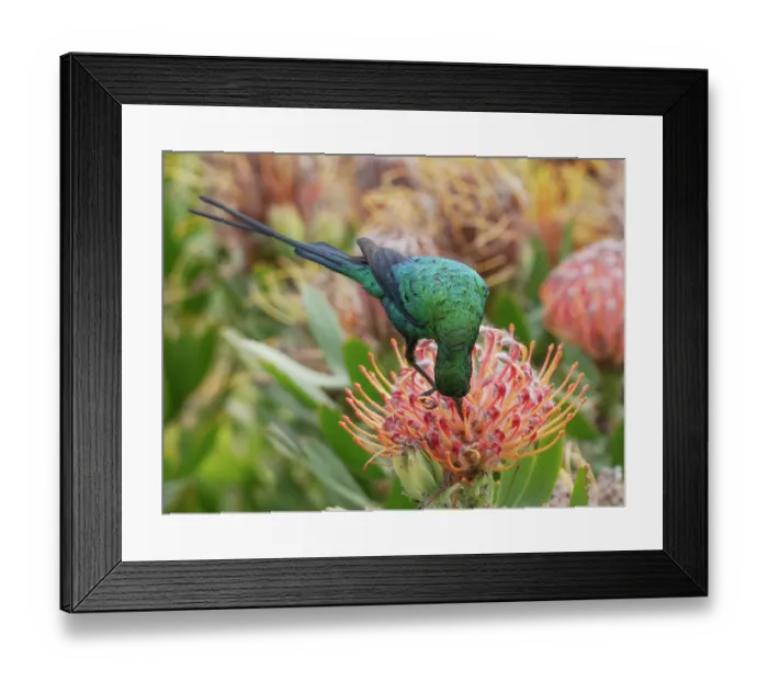 Framed Print : Malachite sunbird (Nectarinia famosa) perched on a Sugarbush (Protea sp.) flower head feeding, Malgas, Cape Province, South Africa Framed Print : Malachite sunbird (Nectarinia famosa) perched on a Sugarbush (Protea sp.) flower head feeding, Malgas, Cape Province, South Africa