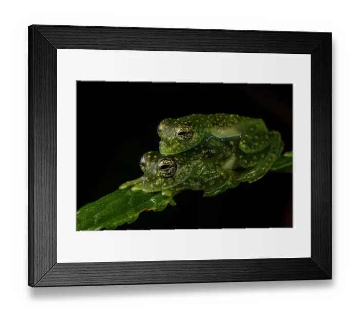 Framed Print : White-spotted cochran frog (Sachatamia albomaculata) pair in amplexus whilst sitting on leaf, Panama Framed Print : White-spotted cochran frog (Sachatamia albomaculata) pair in amplexus whilst sitting on leaf, Panama