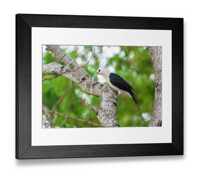 Framed Print : Sickle-billed vanga (Falculea palliata) perched on branch in forest understorey, Anjajavy Private Reserve, north west Madagascar Framed Print : Sickle-billed vanga (Falculea palliata) perched on branch in forest understorey, Anjajavy Private Reserve, north west Madagascar