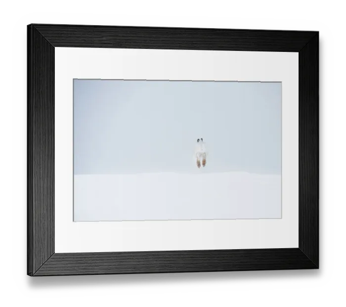 Framed Print : Mountain hare (Lepus timidus) in winter coat, running across snow, Cairngorms National Park, Scotland, UK. February Framed Print : Mountain hare (Lepus timidus) in winter coat, running across snow, Cairngorms National Park, Scotland, UK. February