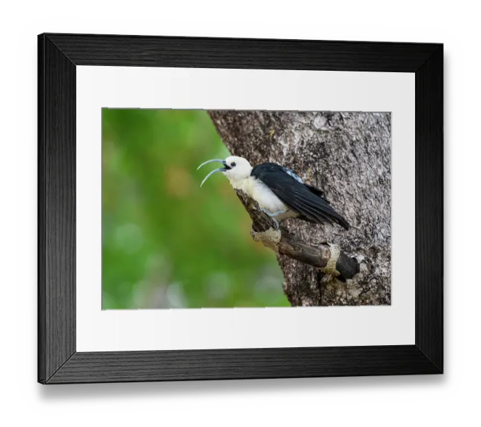 Framed Print : Sickle-billed vanga (Falculea palliata) perched on branch in forest understorey, calling, Anjajavy Private Reserve, north west Madagascar Framed Print : Sickle-billed vanga (Falculea palliata) perched on branch in forest understorey, calling, Anjajavy Private Reserve, north west Madagascar