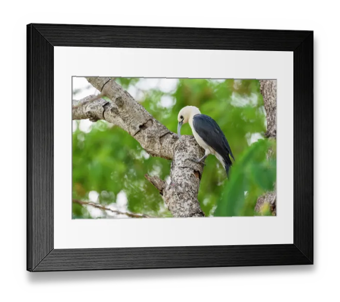 Framed Print : Sickle-billed vanga (Falculea palliata) probing for insect grubs in tree branch in forest understorey, Anjajavy Private Reserve, north west Madagascar Framed Print : Sickle-billed vanga (Falculea palliata) probing for insect grubs in tree branch in forest understorey, Anjajavy Private Reserve, north west Madagascar