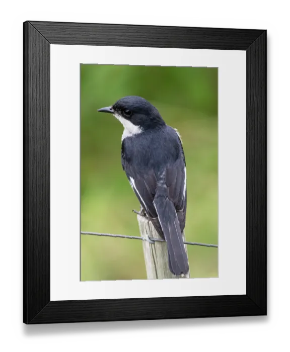 Framed Print : Fiscal flycatcher (Sigelus silens) male, perched on a garden fence post, Malgas, Cape Province, South Africa