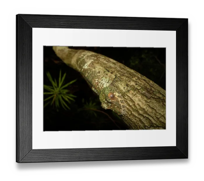 Framed Print : RF - Mossy leaf-tailed gecko (Uroplatus sikorae) sleeping on tree trunk, Andrafiamena-Andavakoera Protected Forest, northern Madagascar Framed Print : RF - Mossy leaf-tailed gecko (Uroplatus sikorae) sleeping on tree trunk, Andrafiamena-Andavakoera Protected Forest, northern Madagascar