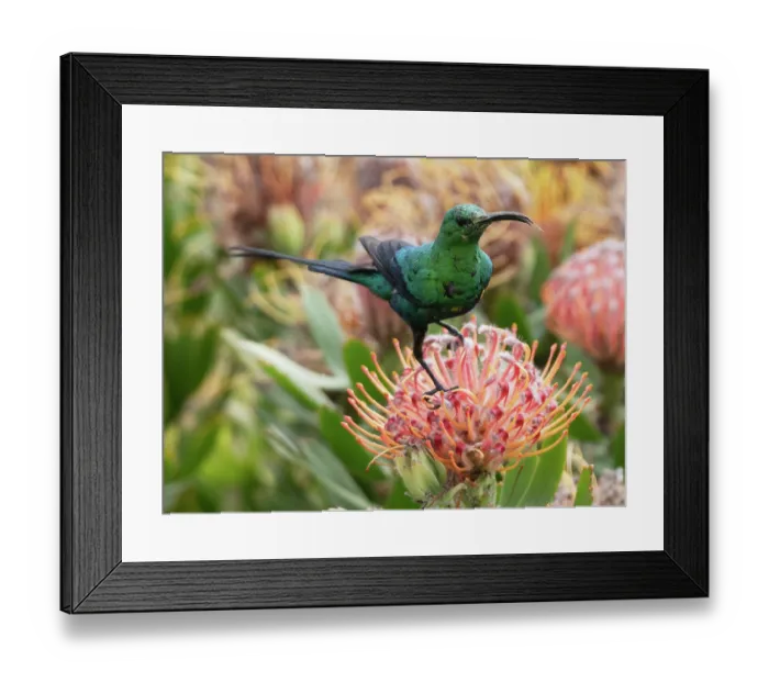 Framed Print : RF - Malachite sunbird (Nectarinia famosa) male, perched on a Sugarbush (Protea sp.) flower head cleaning its tongue after feeding, Malgas, Cape Province, South Africa Framed Print : RF - Malachite sunbird (Nectarinia famosa) male, perched on a Sugarbush (Protea sp.) flower head cleaning its tongue after feeding, Malgas, Cape Province, South Africa