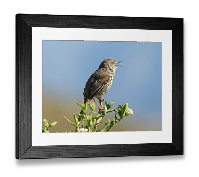 Framed Print : Grey-backed cisticola (Cisticola subruficapilla) male, perched on branch singing, Robertston, Cape Province, South Africa Framed Print : Grey-backed cisticola (Cisticola subruficapilla) male, perched on branch singing, Robertston, Cape Province, South Africa