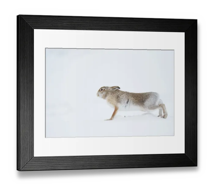 Framed Print : Mountain hare (Lepus timidus) summer coat, stretching after waking up, Cairngorms National Park, Scotland, UK. February Framed Print : Mountain hare (Lepus timidus) summer coat, stretching after waking up, Cairngorms National Park, Scotland, UK. February