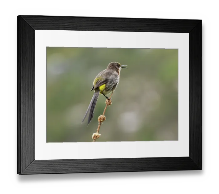 Framed Print : Cape sugarbird (Promerops cafer) male, perched on a branch singing, Kirstenbosch Botanical Gardens, Cape Town, South Africa Framed Print : Cape sugarbird (Promerops cafer) male, perched on a branch singing, Kirstenbosch Botanical Gardens, Cape Town, South Africa