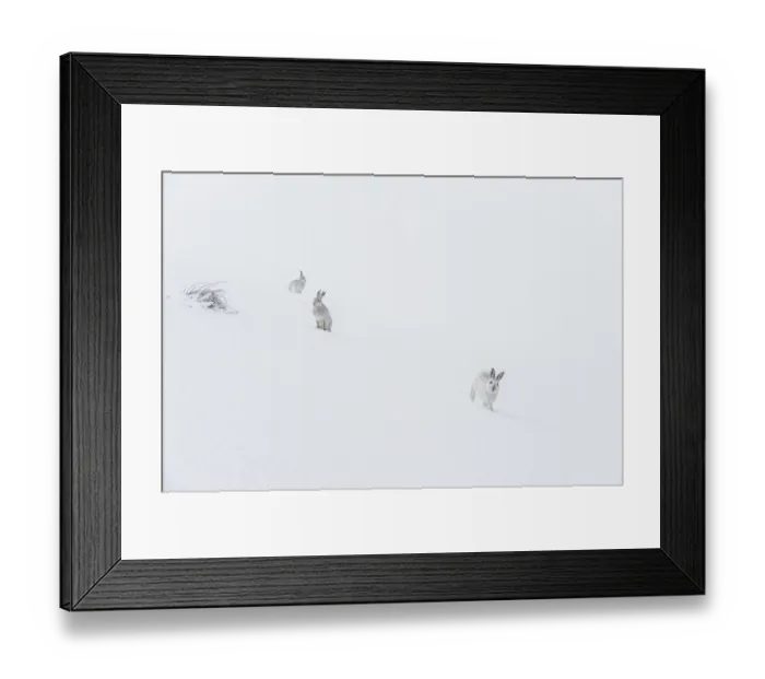 Framed Print : Three Mountain hares (Lepus timidus) on a snow slope high in the mountains in a blizzard Framed Print : Three Mountain hares (Lepus timidus) on a snow slope high in the mountains in a blizzard
