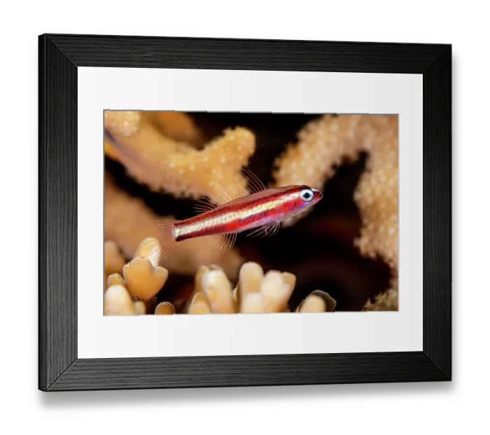 Framed Print : Twostripe dwarfgoby (Eviota bifasciata) on a coral reef, Misool, Raja Ampat, West Papua, Indonesia, Ceram Sea, Pacific Ocean Framed Print : Twostripe dwarfgoby (Eviota bifasciata) on a coral reef, Misool, Raja Ampat, West Papua, Indonesia, Ceram Sea, Pacific Ocean