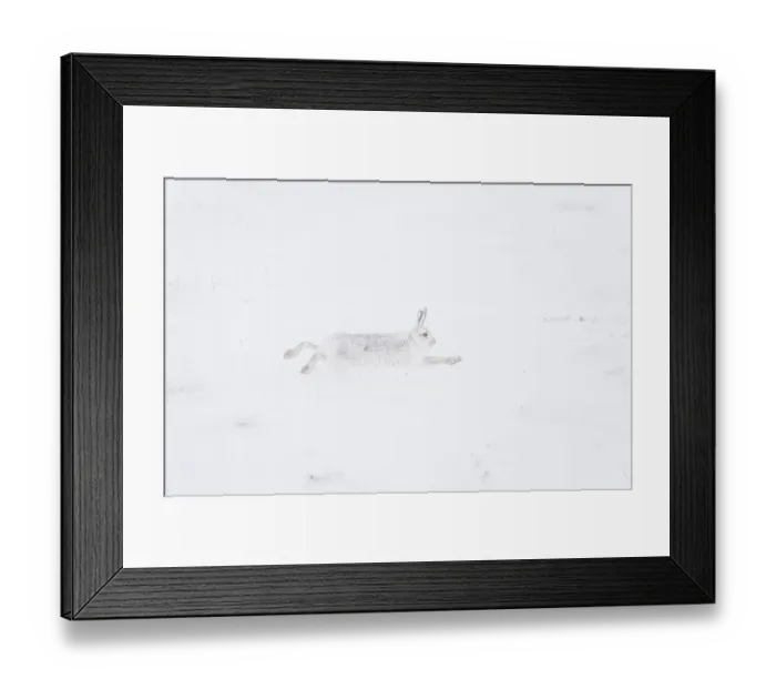 Framed Print : Mountain hare (Lepus timidus) in winter coat, running across snow, Cairngorms National Park, Scotland, UK. February Framed Print : Mountain hare (Lepus timidus) in winter coat, running across snow, Cairngorms National Park, Scotland, UK. February