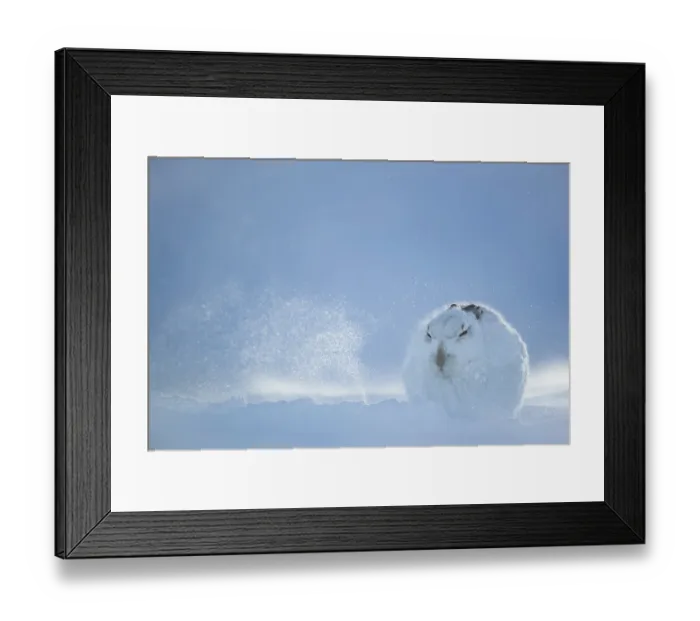 Framed Print : Mountain hare (Lepus timidus) resting on snow in gale force winds and swirling spindrift high on exposed plateau, Cairngorms National Park, Scotland, UK. February Framed Print : Mountain hare (Lepus timidus) resting on snow in gale force winds and swirling spindrift high on exposed plateau, Cairngorms National Park, Scotland, UK. February