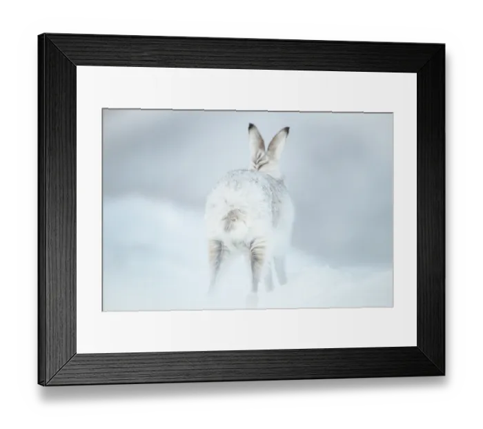 Framed Print : Mountain hare (Lepus timidus) in winter coat, stretching, Cairngorms National Park, Scotland, UK. February Framed Print : Mountain hare (Lepus timidus) in winter coat, stretching, Cairngorms National Park, Scotland, UK. February