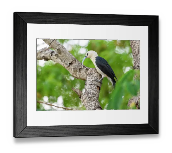 Framed Print : Sickle-billed vanga (Falculea palliata) perched on branch with insect grub prey in beak, extracted from tree branch in forest understorey, Anjajavy Private Reserve Framed Print : Sickle-billed vanga (Falculea palliata) perched on branch with insect grub prey in beak, extracted from tree branch in forest understorey, Anjajavy Private Reserve