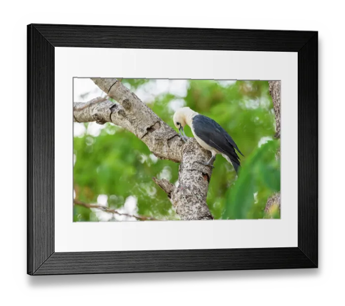 Framed Print : Sickle-billed vanga (Falculea palliata) probing for insect grubs in tree branch in forest understorey, Anjajavy Private Reserve, north west Madagascar Framed Print : Sickle-billed vanga (Falculea palliata) probing for insect grubs in tree branch in forest understorey, Anjajavy Private Reserve, north west Madagascar