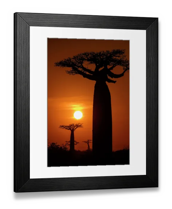 Framed Print : RF - Grandidier's baobab (Adansonia grandidieri) trees silhouetted at sunrise, near Morondava, western Madagascar Framed Print : RF - Grandidier's baobab (Adansonia grandidieri) trees silhouetted at sunrise, near Morondava, western Madagascar