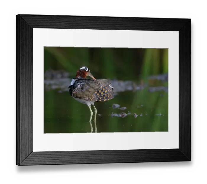 Framed Print : Greater painted-snipe (Rostratula benghalensis) female, standing in shallow water preening, Allahein river, The Gambia Framed Print : Greater painted-snipe (Rostratula benghalensis) female, standing in shallow water preening, Allahein river, The Gambia