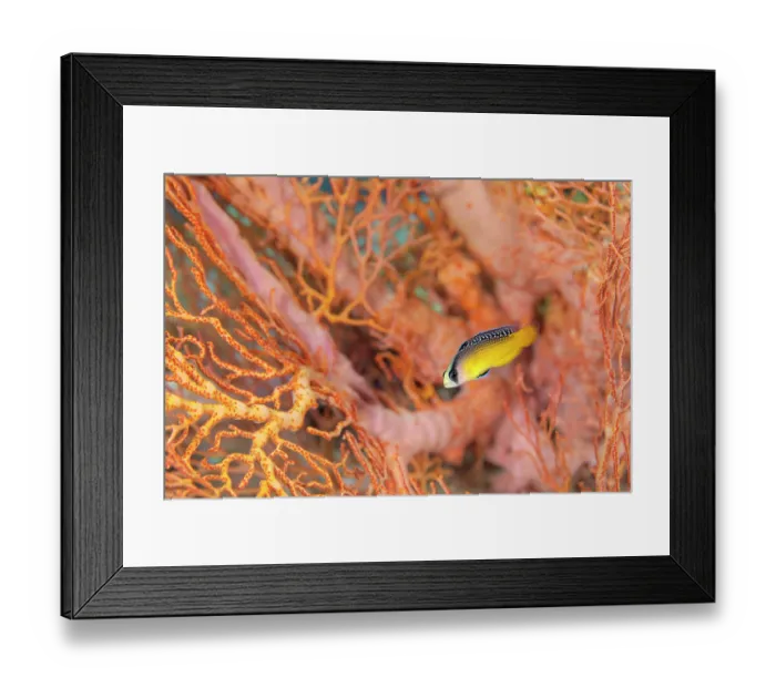 Framed Print : Splendid dottyback (Pseudochromis splendens) swimming in front of a Seafan (Melithaea sp.) on a coral reef, Piaynemo Island, Raja Ampat, West Papua, Indonesia, Pacific Ocean