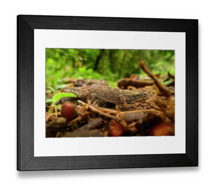 Framed Print : RF - Pygmy stump-tailed chameleon (Brookesia tuberculata) foraging on forest floor, Montagne d'Ambre National Park, northern Madagascar Framed Print : RF - Pygmy stump-tailed chameleon (Brookesia tuberculata) foraging on forest floor, Montagne d'Ambre National Park, northern Madagascar