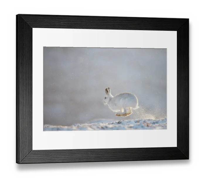 Framed Print : Mountain hare (Lepus timidus) running across snow, backlit by evening sunlight, Cairngorms National Park, Scotland, UK. January Framed Print : Mountain hare (Lepus timidus) running across snow, backlit by evening sunlight, Cairngorms National Park, Scotland, UK. January