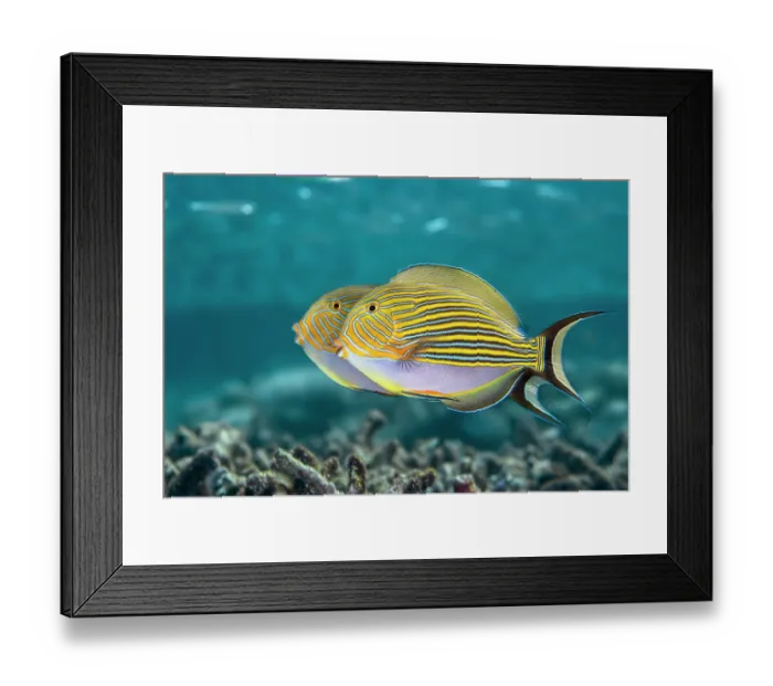 Framed Print : Two Striped surgeonfish (Acanthurus lineatus) jousting along a territorial boundary in the shallow water, Misool, Raja Ampat, West Papua, Indonesia, Ceram Sea, Pacific Ocean Framed Print : Two Striped surgeonfish (Acanthurus lineatus) jousting along a territorial boundary in the shallow water, Misool, Raja Ampat, West Papua, Indonesia, Ceram Sea, Pacific Ocean