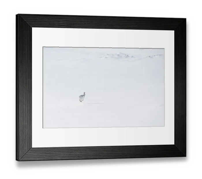Framed Print : Mountain hare (Lepus timidus) in winter coat, running across ice field, Cairngorms National Park, Scotland, UK. February