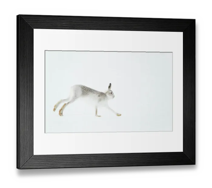 Framed Print : Mountain hare (Lepus timidus) in winter coat, running across ice field, Cairngorms National Park, Scotland, UK. February Framed Print : Mountain hare (Lepus timidus) in winter coat, running across ice field, Cairngorms National Park, Scotland, UK. February
