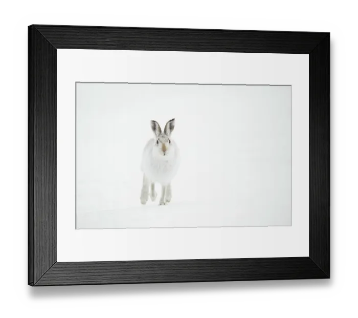Framed Print : Mountain hare (Lepus timidus) in winter coat, running across snow, Cairngorms National Park, Scotland, UK. February Framed Print : Mountain hare (Lepus timidus) in winter coat, running across snow, Cairngorms National Park, Scotland, UK. February