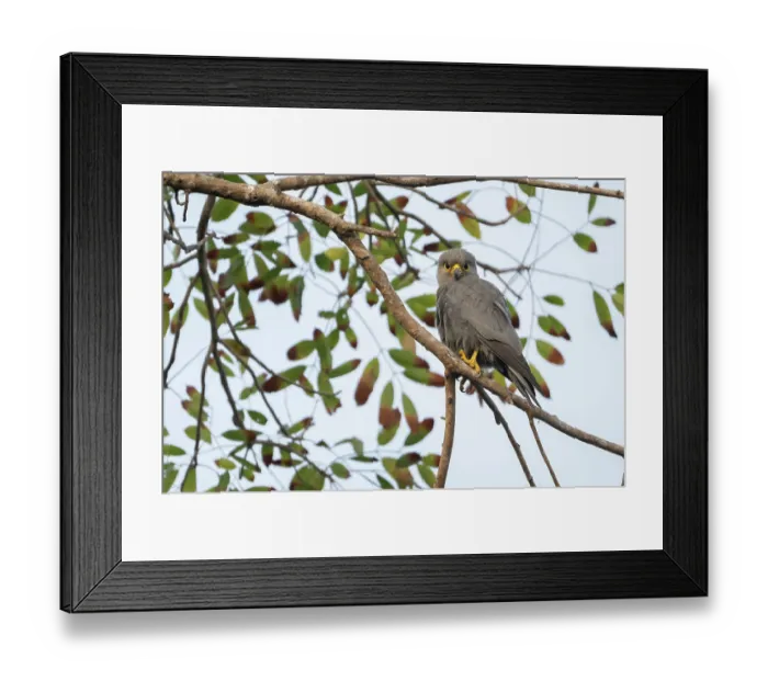 Framed Print : Grey kestrel (Falco ardosiaceus) perched on branch, Allahein river, The Gambia Framed Print : Grey kestrel (Falco ardosiaceus) perched on branch, Allahein river, The Gambia