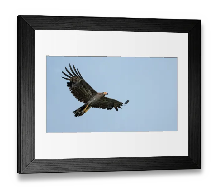 Framed Print : African harrier hawk (Polyboroides typus) in flight, Allahein river, The Gambia