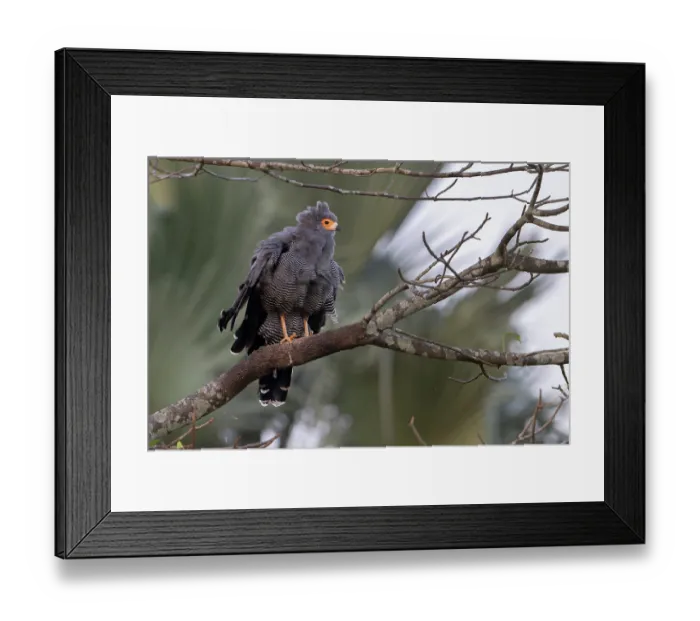 Framed Print : African harrier hawk (Polyboroides typus) perched on branch, Allahein river, The Gambia Framed Print : African harrier hawk (Polyboroides typus) perched on branch, Allahein river, The Gambia