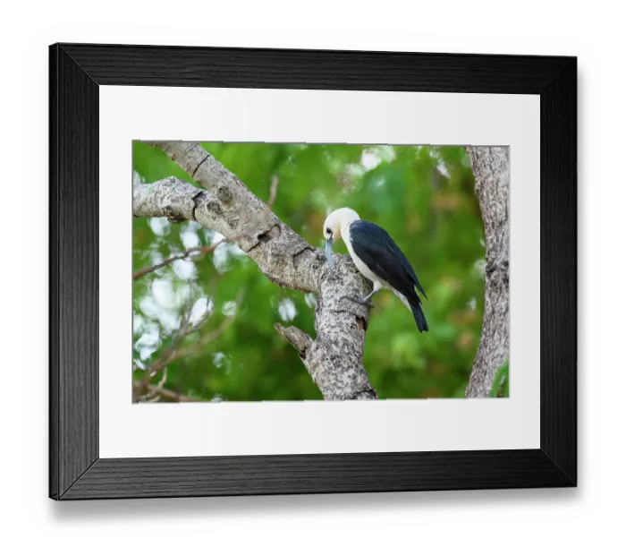 Framed Print : Sickle-billed vanga (Falculea palliata) probing for insect grubs in tree branch in forest understorey, Anjajavy Private Reserve, north west Madagascar Framed Print : Sickle-billed vanga (Falculea palliata) probing for insect grubs in tree branch in forest understorey, Anjajavy Private Reserve, north west Madagascar