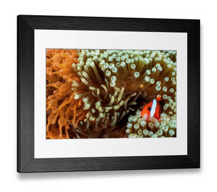 Framed Print : Red and black anemonefish (Amphiprion melanopus) resting among the tentacles of Bulb tentacle sea anemone (Entacmaea quadricolor) on a coral reef, Misool, Raja Ampat, West Papua Framed Print : Red and black anemonefish (Amphiprion melanopus) resting among the tentacles of Bulb tentacle sea anemone (Entacmaea quadricolor) on a coral reef, Misool, Raja Ampat, West Papua