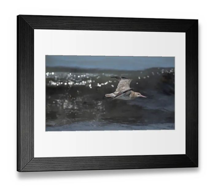 Framed Print : Bar-tailed godwit (Limosa lapponica) in flight over the surf, Tanji, The Gambia Framed Print : Bar-tailed godwit (Limosa lapponica) in flight over the surf, Tanji, The Gambia