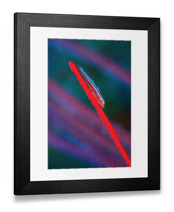 Framed Print : Large whip goby (Bryaninops amplus) resting on a Sea whip (Ellisella sp.) on a coral reef, Misool, Raja Ampat, West Papua, Indonesia, Ceram Sea, Pacific Ocean Framed Print : Large whip goby (Bryaninops amplus) resting on a Sea whip (Ellisella sp.) on a coral reef, Misool, Raja Ampat, West Papua, Indonesia, Ceram Sea, Pacific Ocean
