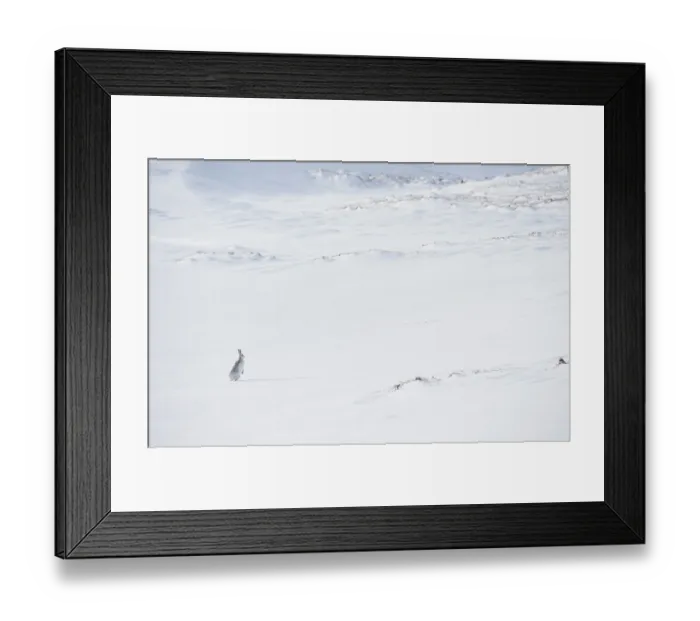 Framed Print : Mountain hare (Lepus timidus) in winter coat, standing alert on ice field, Cairngorms National Park, Scotland, UK. February Framed Print : Mountain hare (Lepus timidus) in winter coat, standing alert on ice field, Cairngorms National Park, Scotland, UK. February