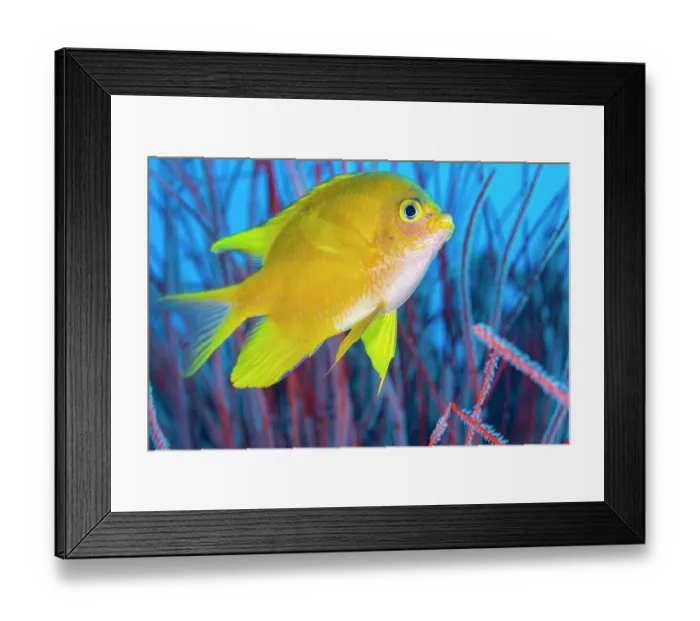 Framed Print : Golden damsel (Amblyglyphidodon aureus) swimming among Sea whips (Ellisella sp.) on a coral reef, Witu Islands, West New Britain, Papua New Guinea, Bismarck Sea, Pacific Ocean Framed Print : Golden damsel (Amblyglyphidodon aureus) swimming among Sea whips (Ellisella sp.) on a coral reef, Witu Islands, West New Britain, Papua New Guinea, Bismarck Sea, Pacific Ocean