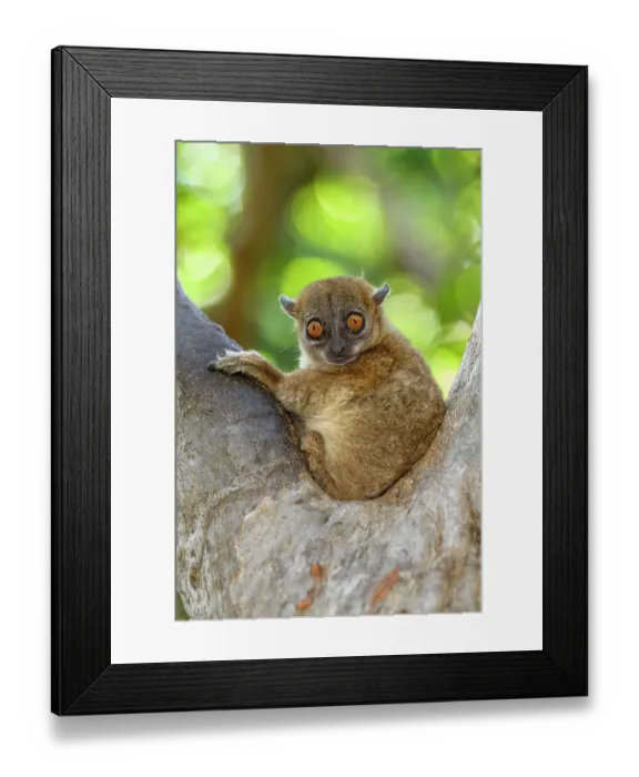 Framed Print : Ankarana sportive lemur (Lepilemur ankaranensis) resting on edge of tree hole during the day, Ankarana Reserve, northern Madagascar. Endangered