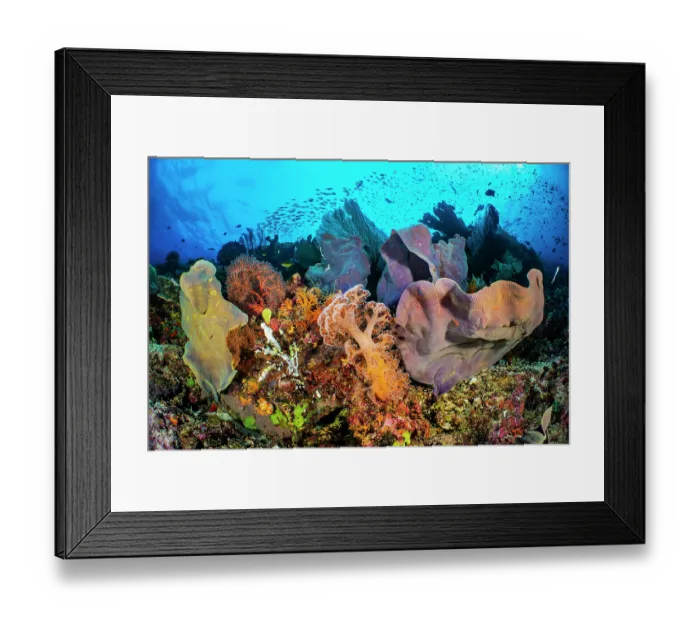 Framed Print : Coral reef scene with soft corals (Dendronephthya sp.), Elephant ear sponge (Lanthella basta) and schooling fish above, Misool, Raja Ampat, West Papua, Indonesia, Ceram Sea Framed Print : Coral reef scene with soft corals (Dendronephthya sp.), Elephant ear sponge (Lanthella basta) and schooling fish above, Misool, Raja Ampat, West Papua, Indonesia, Ceram Sea