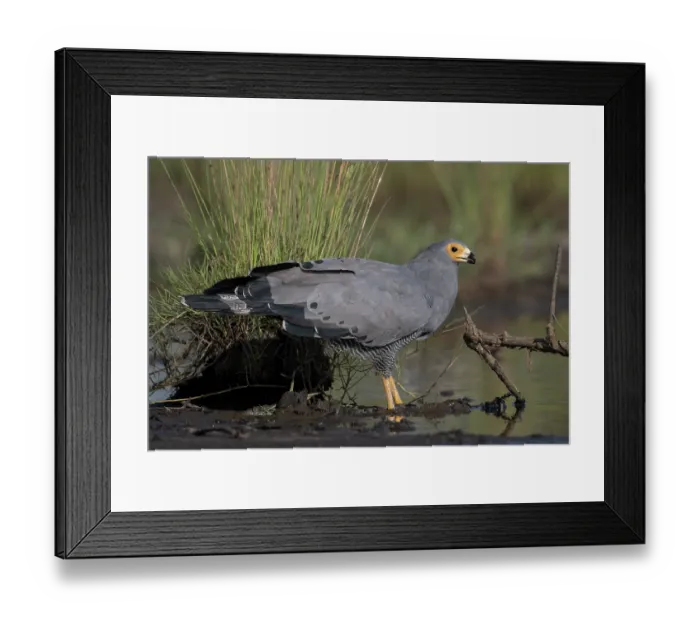 Framed Print : African harrier hawk (Polyboroides typus) standing in shallow water, Allahein river, The Gambia Framed Print : African harrier hawk (Polyboroides typus) standing in shallow water, Allahein river, The Gambia