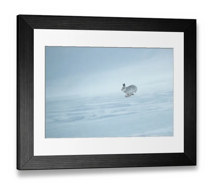 Framed Print : Mountain hare (Lepus timidus) in winter coat, running at full speed over snow, Cairngorms National Park, Scotland, UK. February Framed Print : Mountain hare (Lepus timidus) in winter coat, running at full speed over snow, Cairngorms National Park, Scotland, UK. February