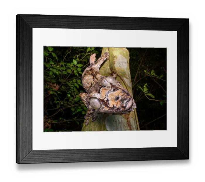 Framed Print : RF - Giant leaf-tailed gecko (Uroplatus giganteus) walking along branch at night, Domanin de Fontenay, Montagne d'Ambre National Park, northern Madagascar Framed Print : RF - Giant leaf-tailed gecko (Uroplatus giganteus) walking along branch at night, Domanin de Fontenay, Montagne d'Ambre National Park, northern Madagascar