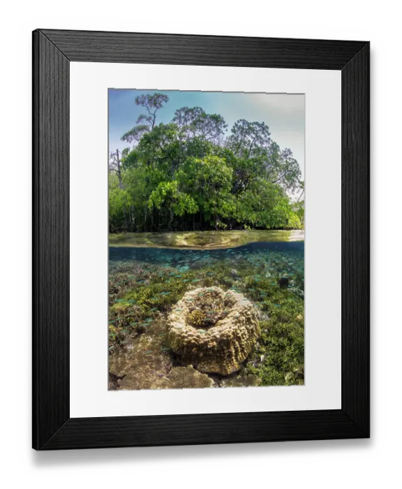 Framed Print : Split level image of Hard corals (Porites sp.) and algae growing in shallow water beneath Mangrove trees (Rhizophora mangle), Yanggefo Island, Raja Ampat, West Papua, Indonesia Framed Print : Split level image of Hard corals (Porites sp.) and algae growing in shallow water beneath Mangrove trees (Rhizophora mangle), Yanggefo Island, Raja Ampat, West Papua, Indonesia