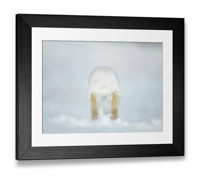 Framed Print : Mountain hare (Lepus timidus) in winter coat, running over snow, Cairngorms National Park, Scotland, UK. February Framed Print : Mountain hare (Lepus timidus) in winter coat, running over snow, Cairngorms National Park, Scotland, UK. February