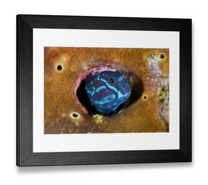 Framed Print : Yellowtail blenny (Ecsenius namiyei) peering out from its hole in a coral reef, Misool, Raja Ampat, West Papua, Indonesia, Ceram Sea, Pacific Ocean Framed Print : Yellowtail blenny (Ecsenius namiyei) peering out from its hole in a coral reef, Misool, Raja Ampat, West Papua, Indonesia, Ceram Sea, Pacific Ocean