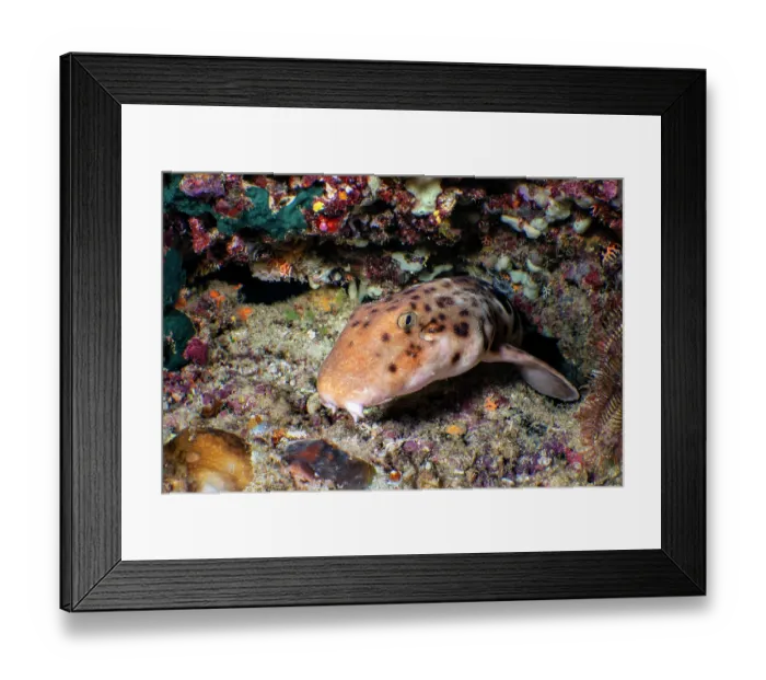 Framed Print : Raja Ampat walking shark (Hemiscyllium freycineti) resting on a coral reef at night, Misool, Raja Ampat, West Papua, Indonesia, Ceram Sea, Pacific Ocean Framed Print : Raja Ampat walking shark (Hemiscyllium freycineti) resting on a coral reef at night, Misool, Raja Ampat, West Papua, Indonesia, Ceram Sea, Pacific Ocean