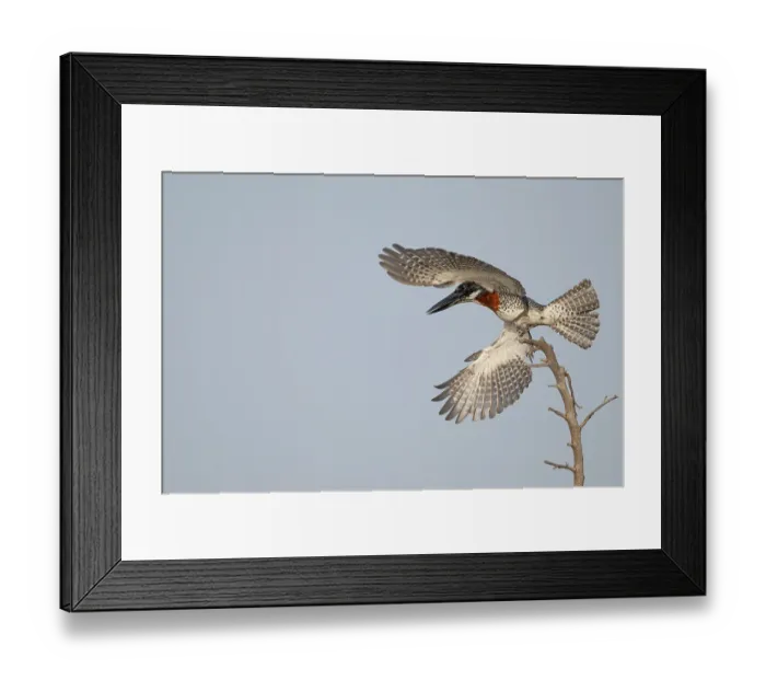 Framed Print : Giant kingfisher (Megaceryle maxima) male, taking flight from perch, Allahein river, The Gambia