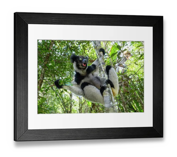 Framed Print : Indri (Indri indri) gripping on to tree trunk in rainforest canopy, Analamazaotra Reserve, Andasibe-Mantadia National Park, eastern Madagascar. Critically endangered Framed Print : Indri (Indri indri) gripping on to tree trunk in rainforest canopy, Analamazaotra Reserve, Andasibe-Mantadia National Park, eastern Madagascar. Critically endangered